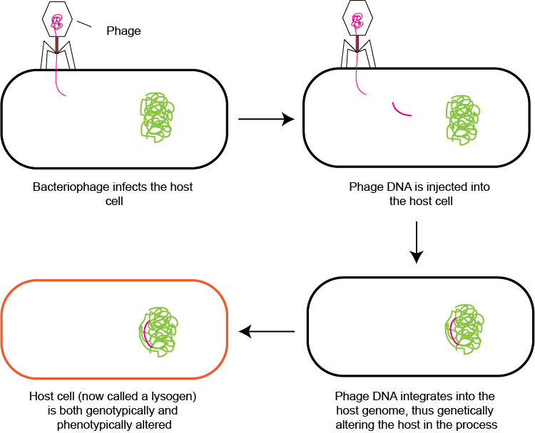 Transduction and Lambda Red Overview GoldBio